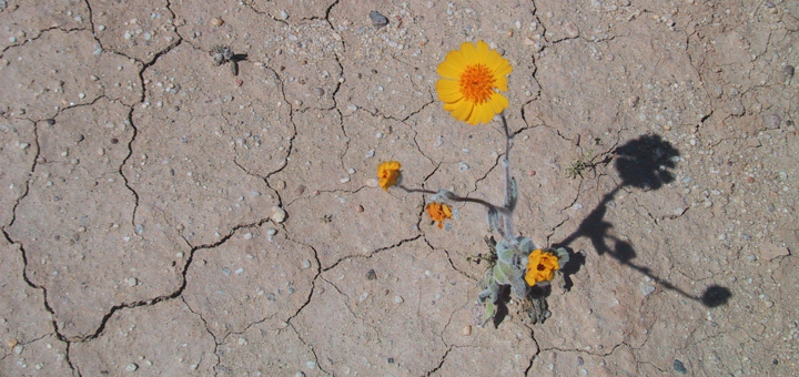 Something New Springs Forth in the Desert | sarahdamm.com