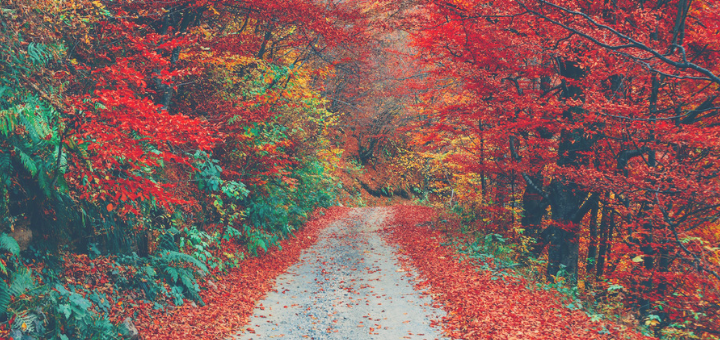 Autumn: What is it Time for? | Resetting the Rhythms of LIfe series | sarahdamm.com